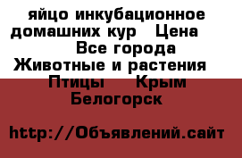 яйцо инкубационное домашних кур › Цена ­ 25 - Все города Животные и растения » Птицы   . Крым,Белогорск